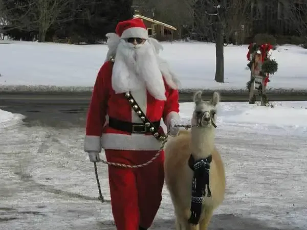 Llama meme